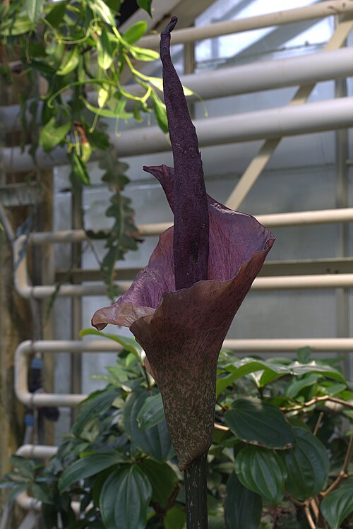 Devil's tongue: Amorphophallus konjac at Gothenburg Botanical Garden in 2015. Plant id: 2007-2237 p G --Ingberg
