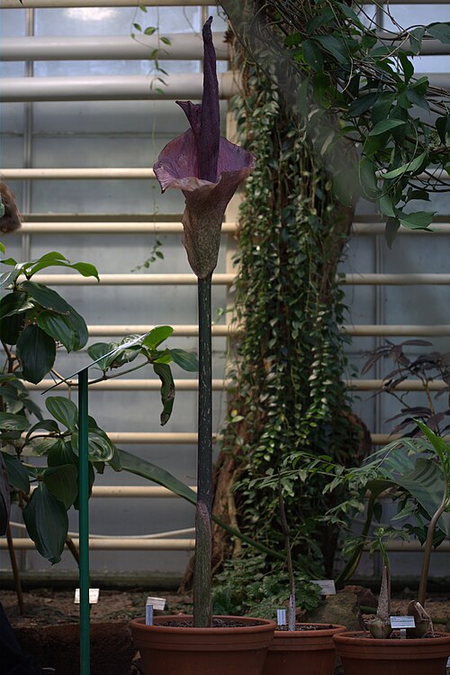 Devil's tongue: Amorphophallus konjac at Gothenburg Botanical Garden in 2015. Plant id: 2007-2237 p G --Ingberg