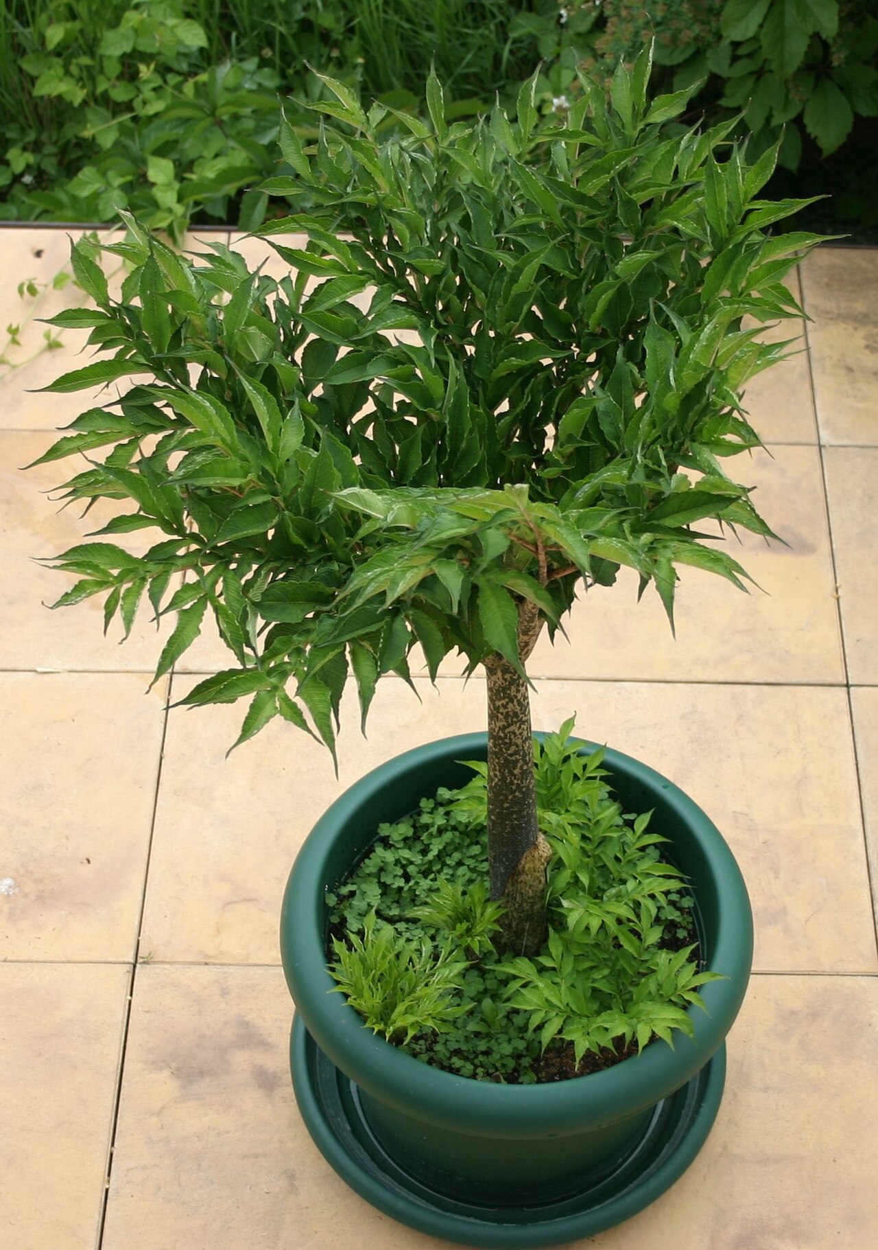 Devil's tongue: Amorphophallus konjac with not fully unfolded crown