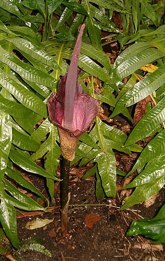 Devil's tongue: Species: Amorphophallus konjac ; Genus: Amorphophallus ; Familia: Category:Araceae Inflorescence; Botanischer Garten Dresden