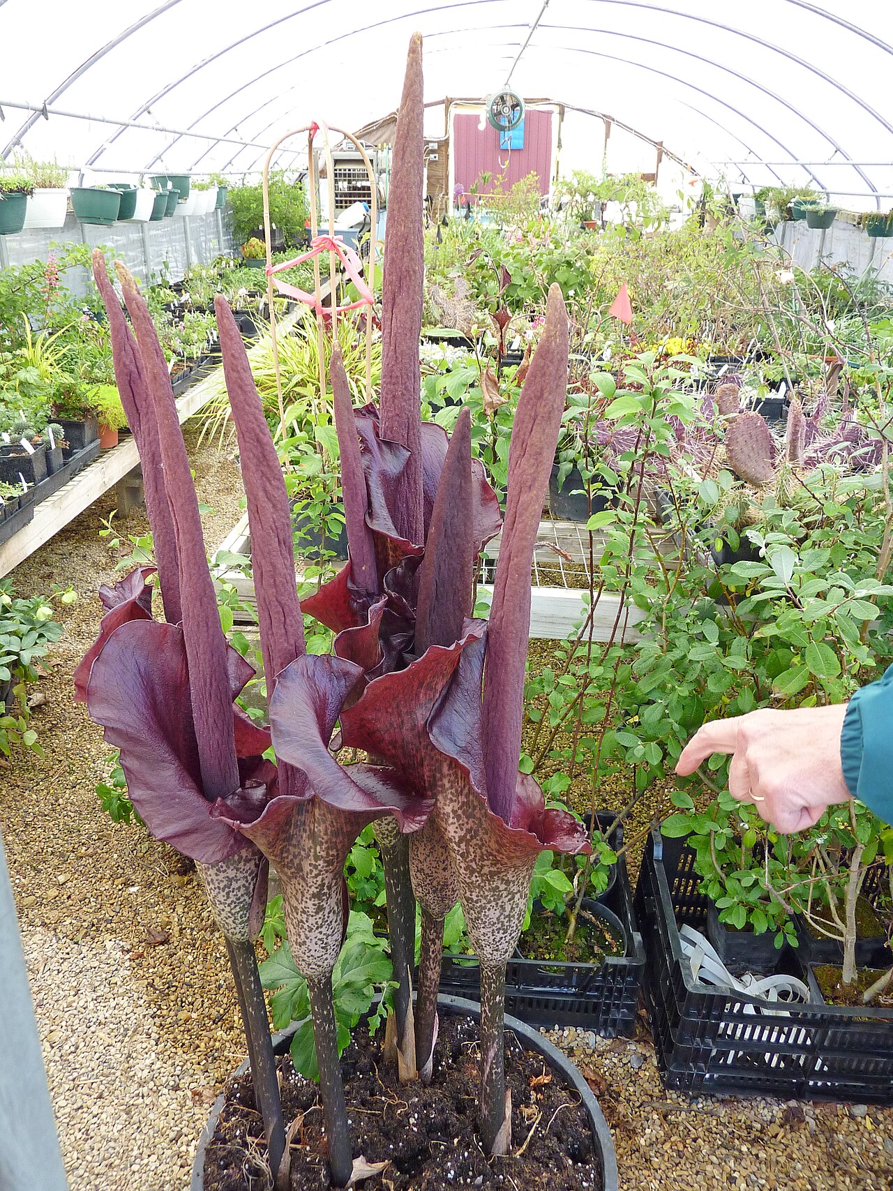 Devil's tongue: Amorphophallus konjac flowering at the Flower Factory in Stoughton, Wisconsin. Visible on the right is the hand of the proprietor, Nancy Nedveck.