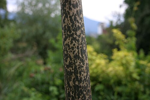 Devil's tongue: Trunk of Amorphophallus konjac