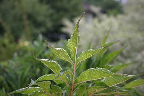 Devil's tongue: Leaves from the bottom of Amorphophallus konjac, crown not fully unfolded