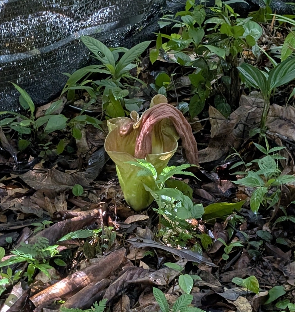 Amorphophallus lambii (Amorphophallus lambii)