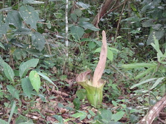 Amorphophallus lambii (Amorphophallus lambii)