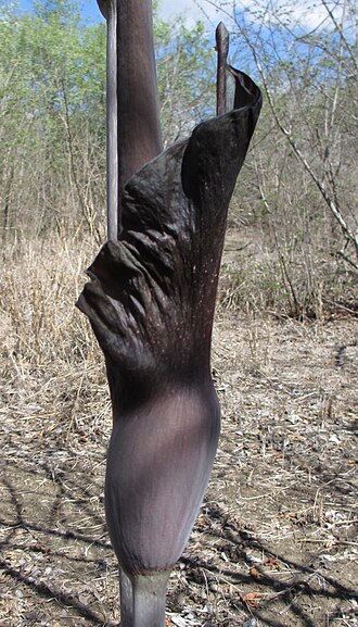 Amorphophallus maximus: In the wild in a coastal thorn bush vegetation in Cabo Delgado Province of Mozambique. The base of the sterile part of the spadix is 3,5 cm in diameter, and thu