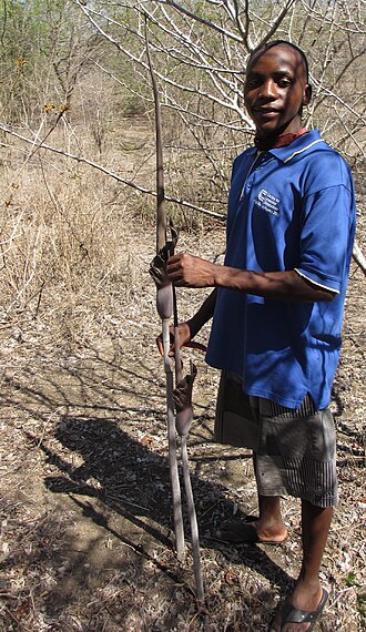 Amorphophallus maximus: Here with Obet José Baptista.