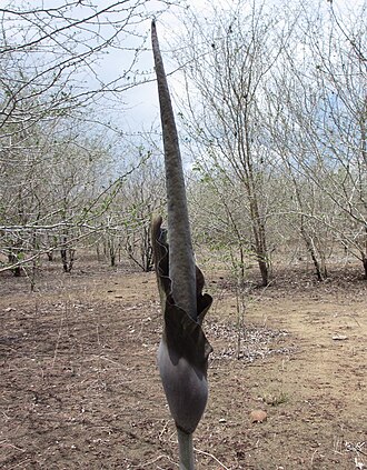 Amorphophallus maximus: This species has an extremely long spadix (up to 81 cm) and dark, almost black, spathe 29 cm long. The entire inflorescence stands about 160 cm tall. Mecufi Dis