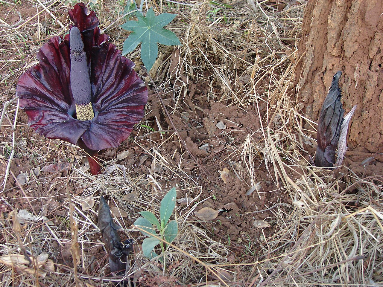 Amorphophallus mossambicensis: Photo of Amorphophallus mossambicensis bloom taken on Farm 67 in Lilayi, Zambia
