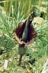 Amorphophallus mossambicensis (Amorphophallus mossambicensis)