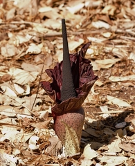 Amorphophallus mossambicensis (Amorphophallus mossambicensis)