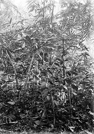 Amorphophallus mulleri: Negatief. Amorphophallus oncophyllus prani te Sorogedoeg