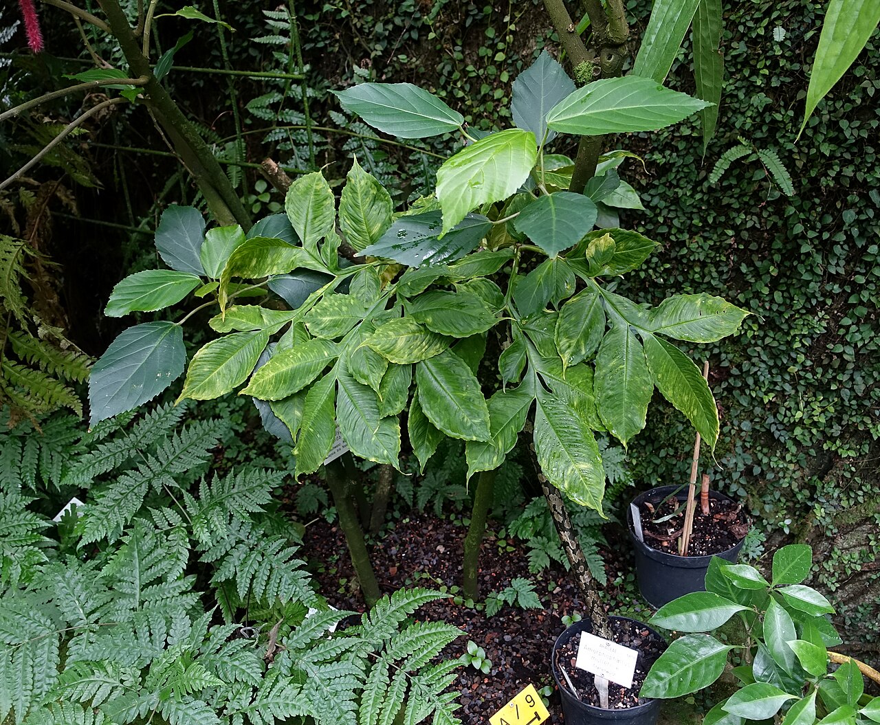 Amorphophallus mulleri: Botanical specimen in the Botanischer Garten - Heidelberg, Germany.