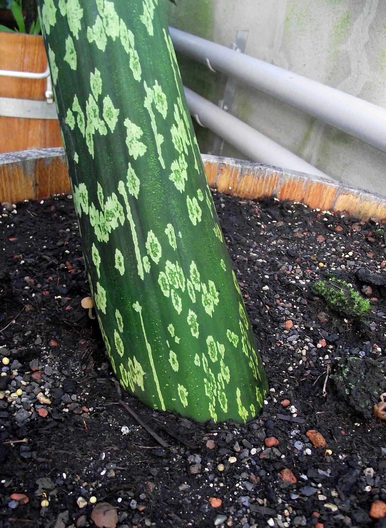 Amorphophallus mulleri: Plant stem of Amorphophallus muelleri directly above the ground
