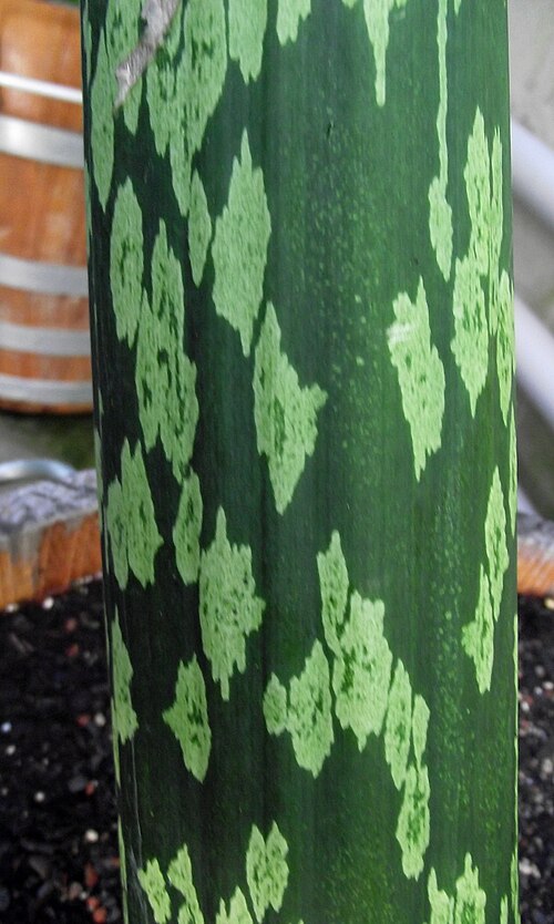 Amorphophallus mulleri: Plant stem of Amorphophallus muelleri
