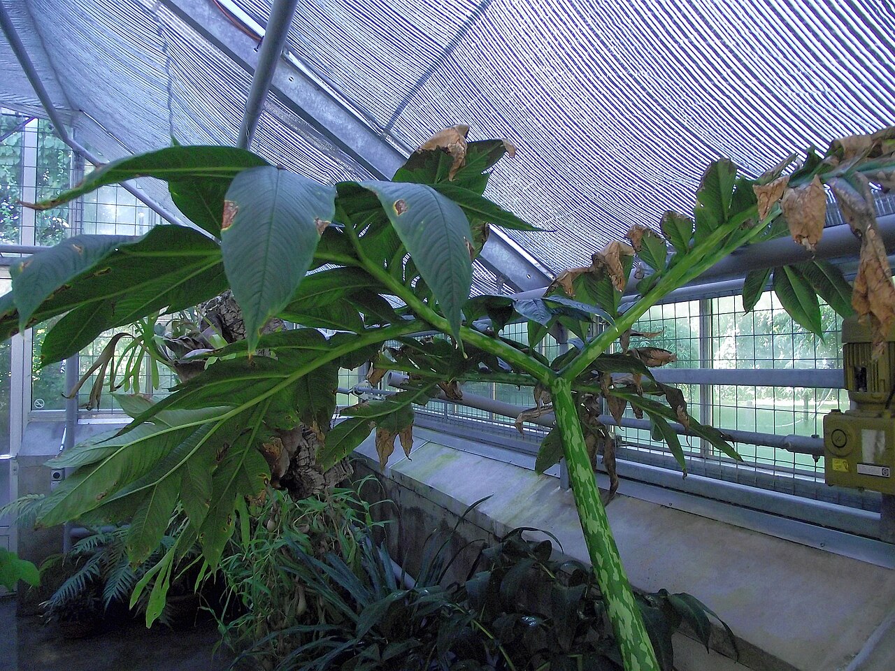 Amorphophallus mulleri: Amorphophallus muelleri in a greenhouse