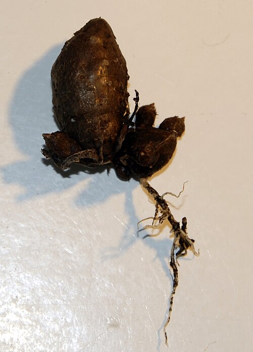 Amorphophallus myosuroides: Amorphophallus myosuroides tuber with tubercles