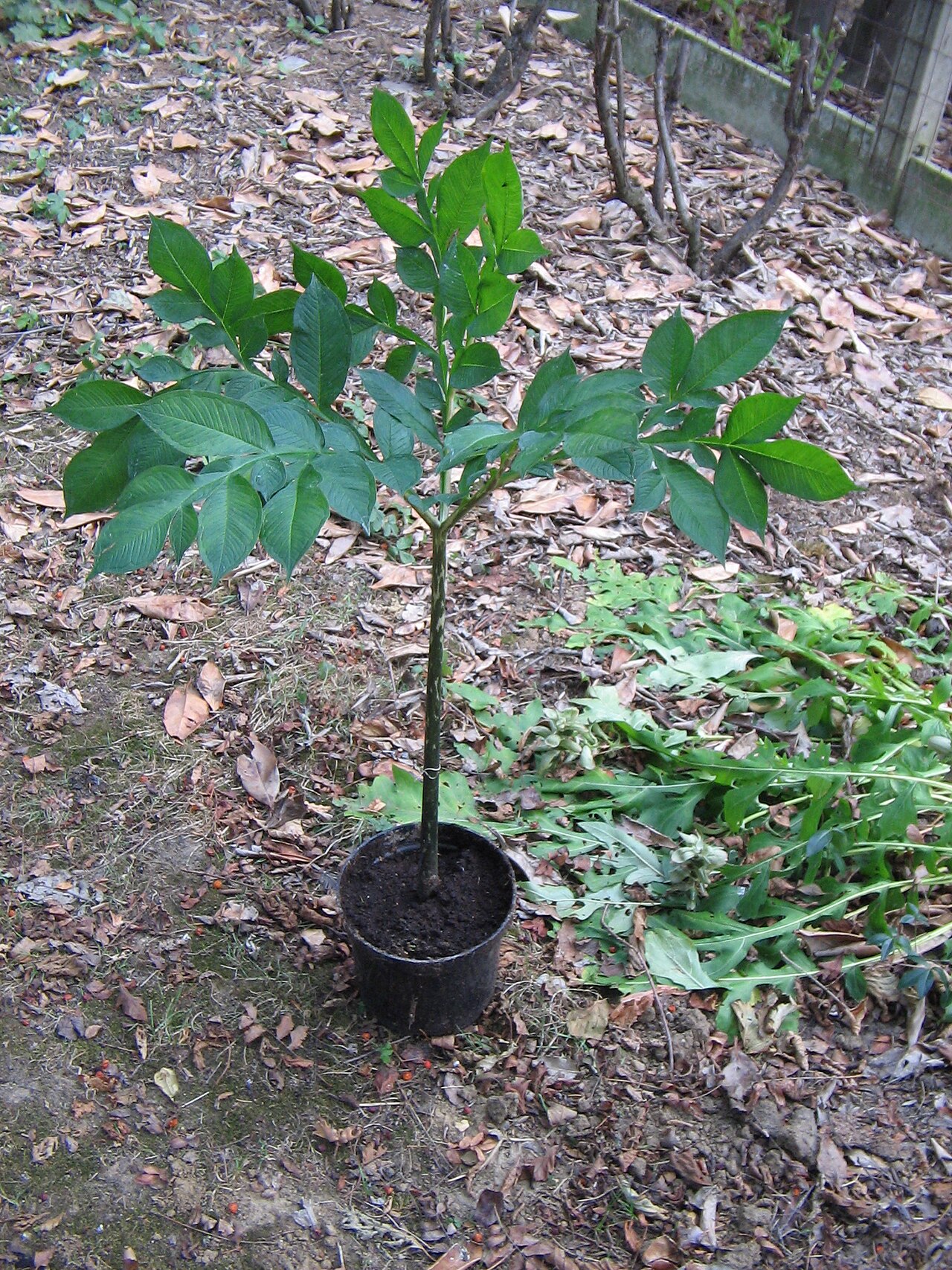 Amorphophallus napalensis: Amorphophallus napalensis