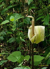 Amorphophallus napalensis (Amorphophallus napalensis)