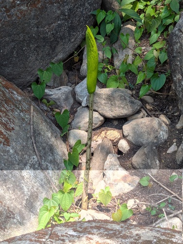 Amorphophallus napalensis (Amorphophallus napalensis)
