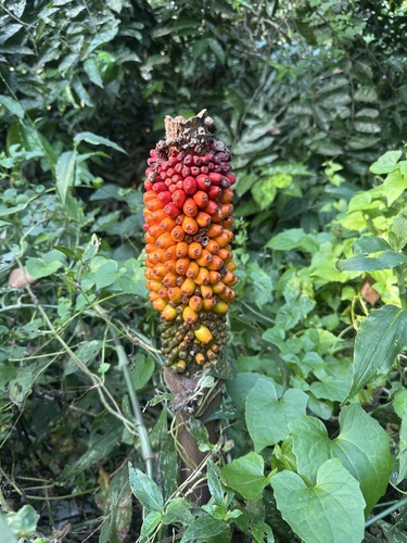 Whitespot giant arum (Amorphophallus paeoniifolius)