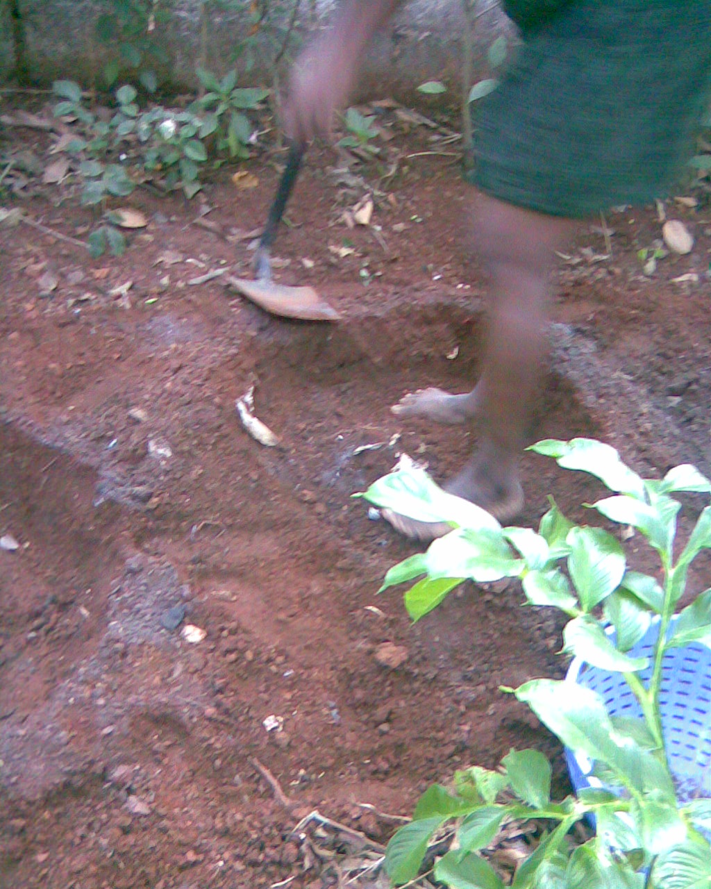 Whitespot giant arum: This media file is uploaded with Malayalam loves Wikimedia event - 2 .