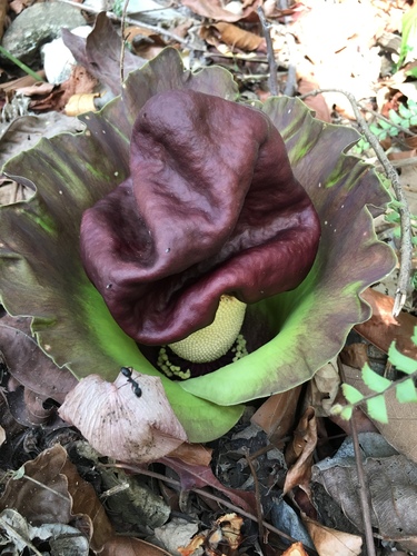 Whitespot giant arum (Amorphophallus paeoniifolius)