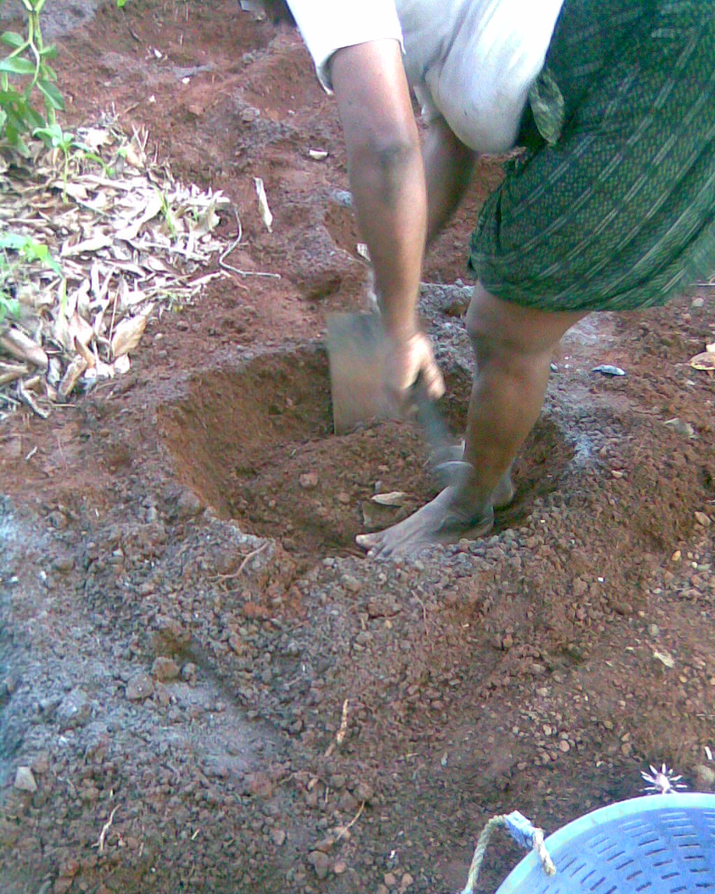 Whitespot giant arum: This media file is uploaded with Malayalam loves Wikimedia event - 2 .