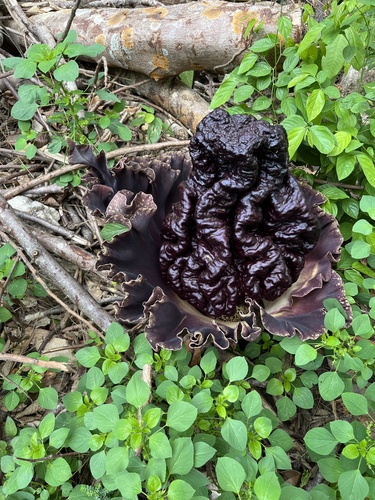 Whitespot giant arum (Amorphophallus paeoniifolius)