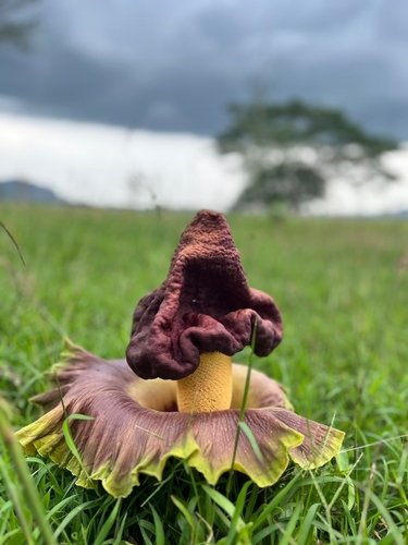 Whitespot giant arum (Amorphophallus paeoniifolius)