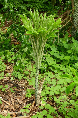 Whitespot giant arum (Amorphophallus paeoniifolius)