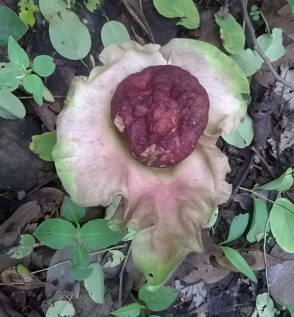 Whitespot giant arum (Amorphophallus paeoniifolius)