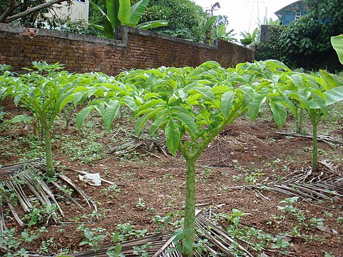 Whitespot giant arum: ചേന