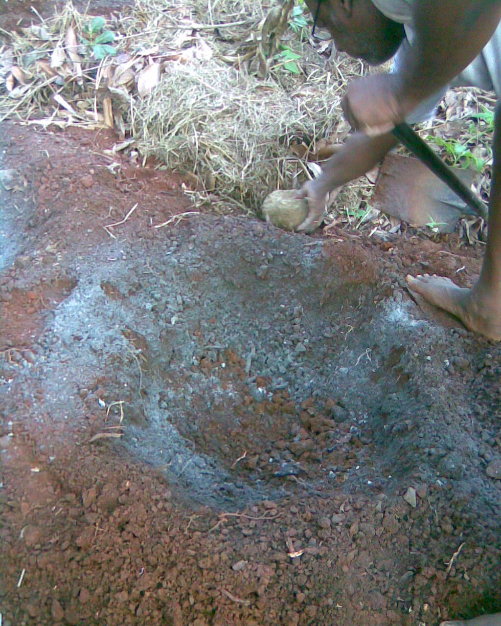 Whitespot giant arum: This media file is uploaded with Malayalam loves Wikimedia event - 2 .