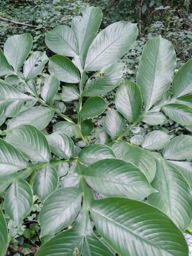 Whitespot giant arum (Amorphophallus paeoniifolius)