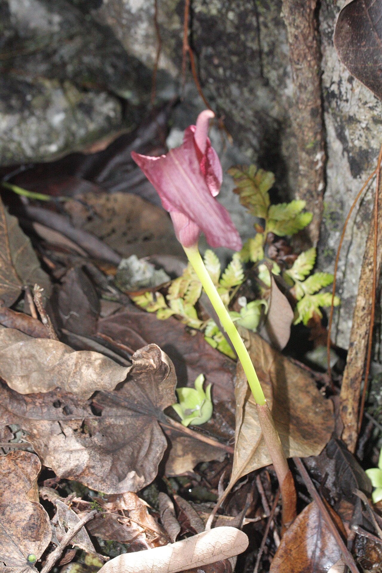 Amorphophallus palawanensis: Amorphophallus palawanensis