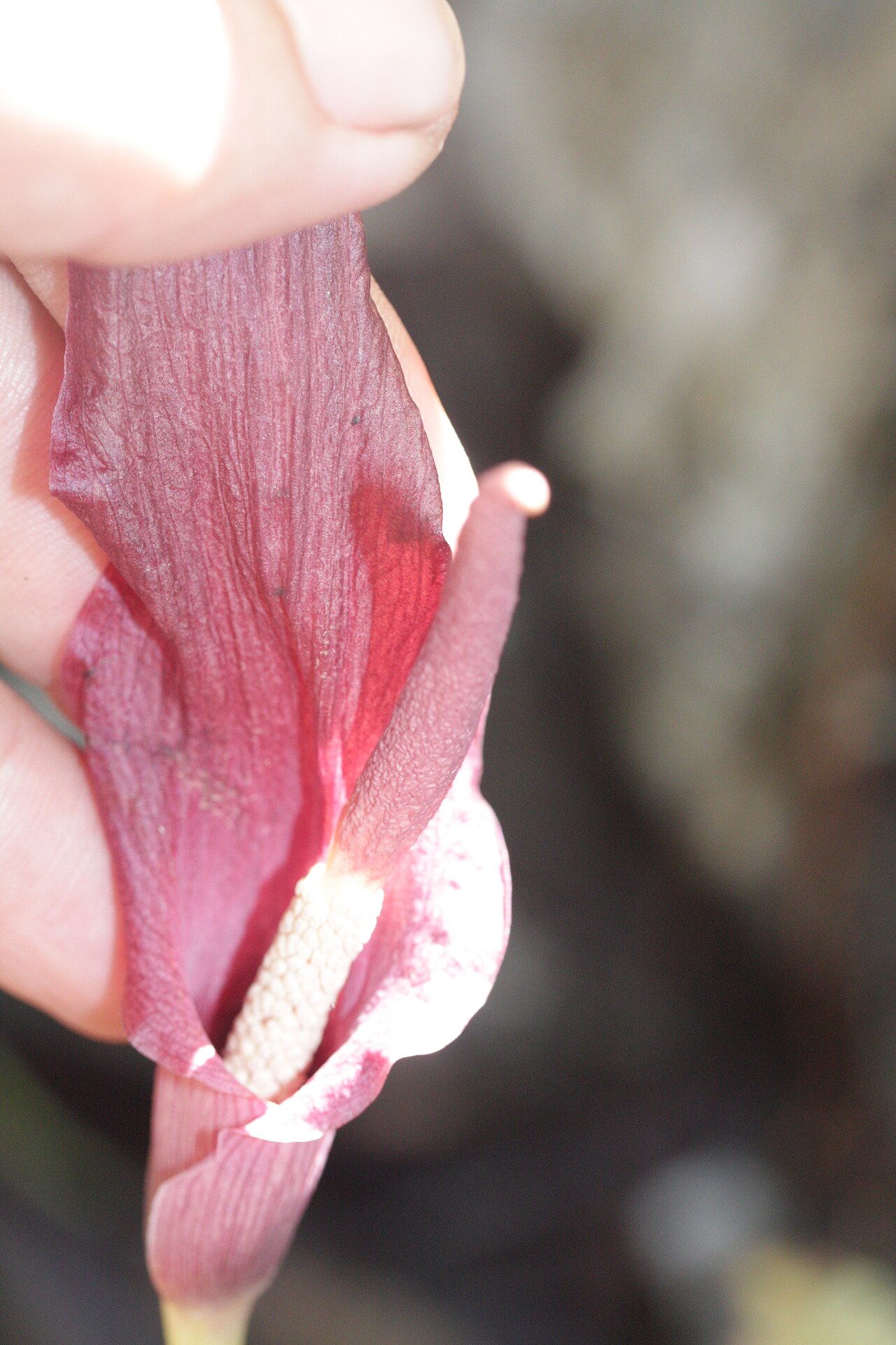 Amorphophallus palawanensis: Amorphophallus palawanensis