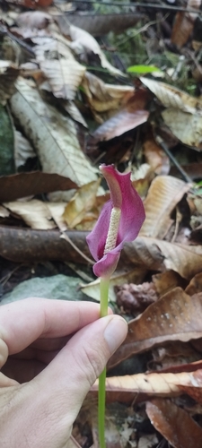 Amorphophallus palawanensis (Amorphophallus palawanensis)