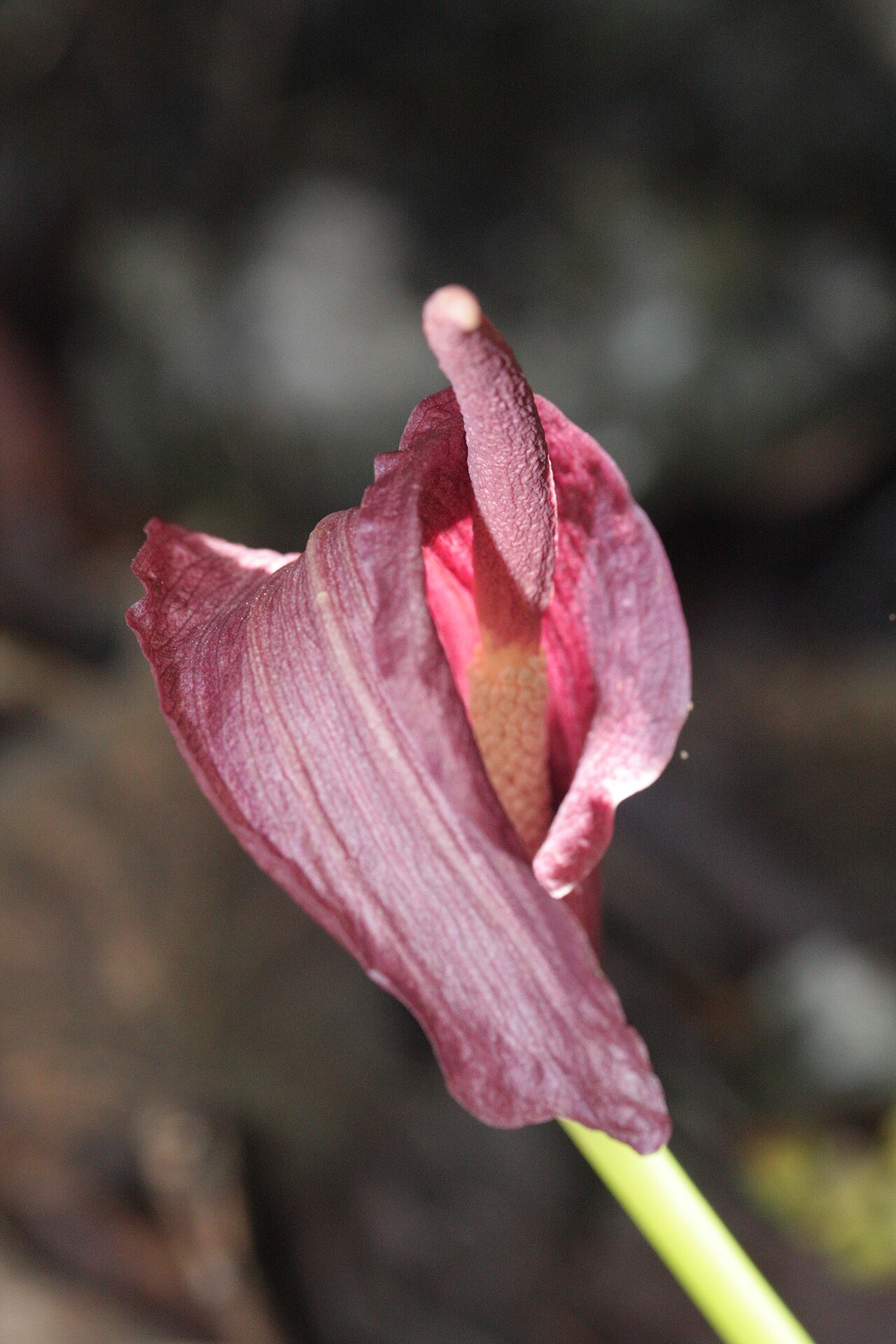 Amorphophallus palawanensis: Amorphophallus palawanensis
