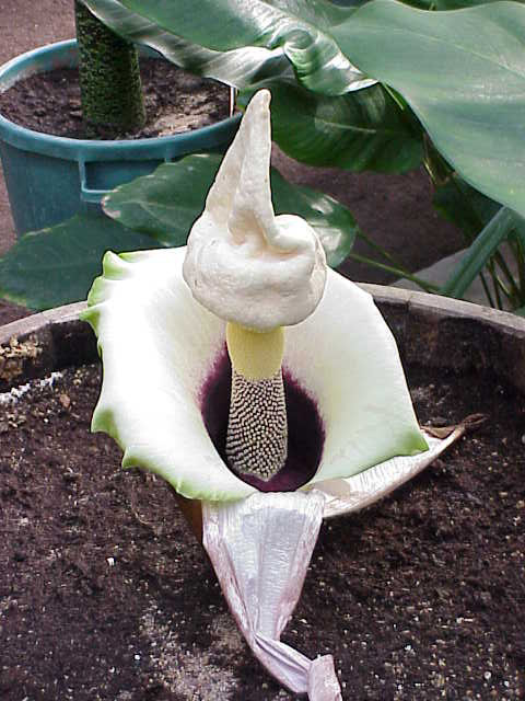Amorphophallus prainii: Species : Amorphophallus prainii Family : Araceae Image No. 4