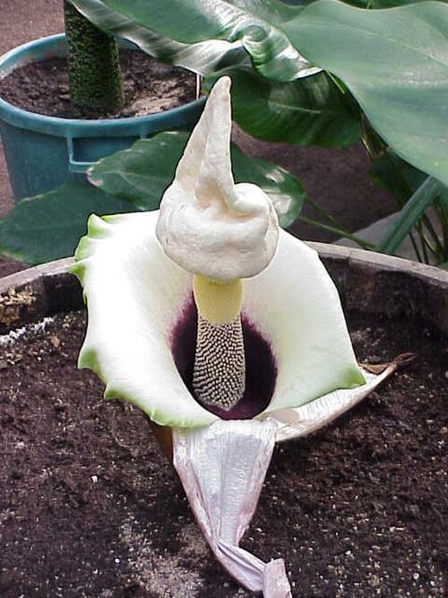 Amorphophallus prainii: Species : Amorphophallus prainii Family : Araceae Image No. 4