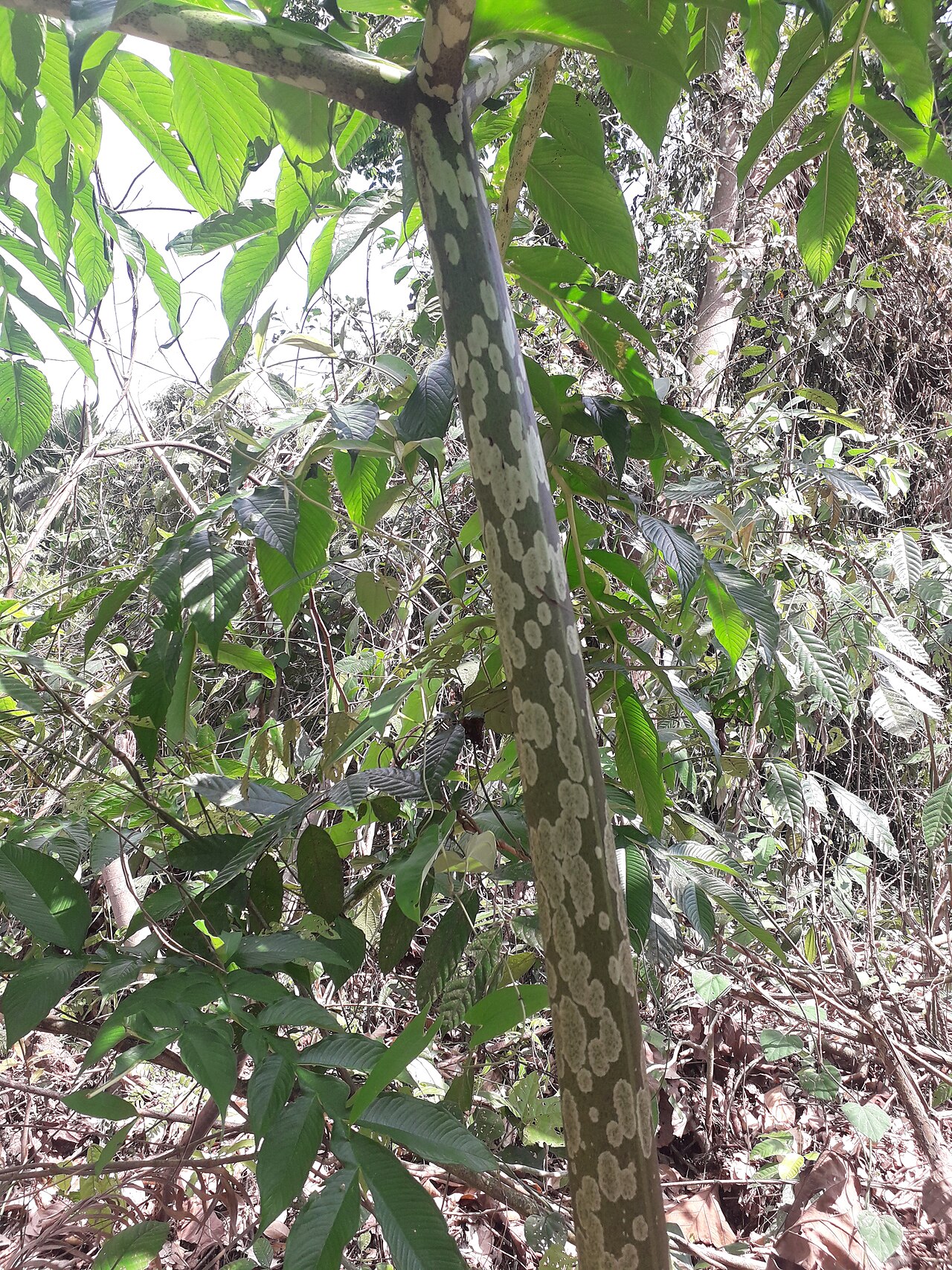Amorphophallus prainii: Amorphophallus prainii stem, dark green in colour.