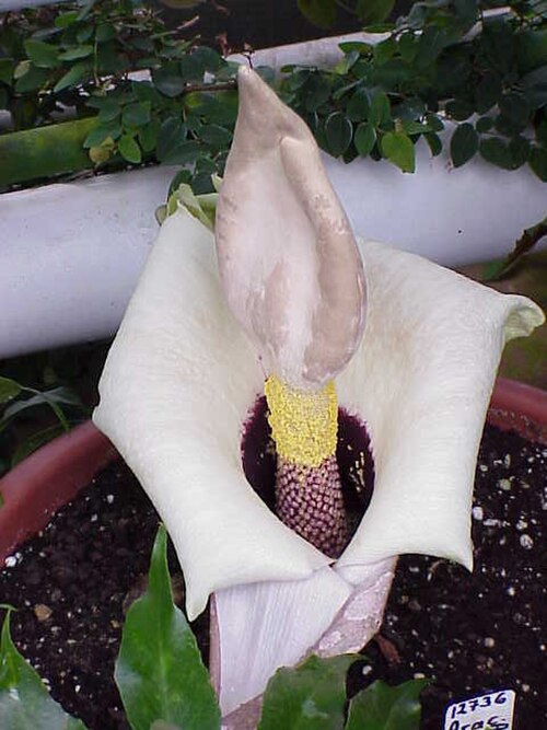 Amorphophallus prainii: Species : Amorphophallus prainii Family : Araceae Image No. 1