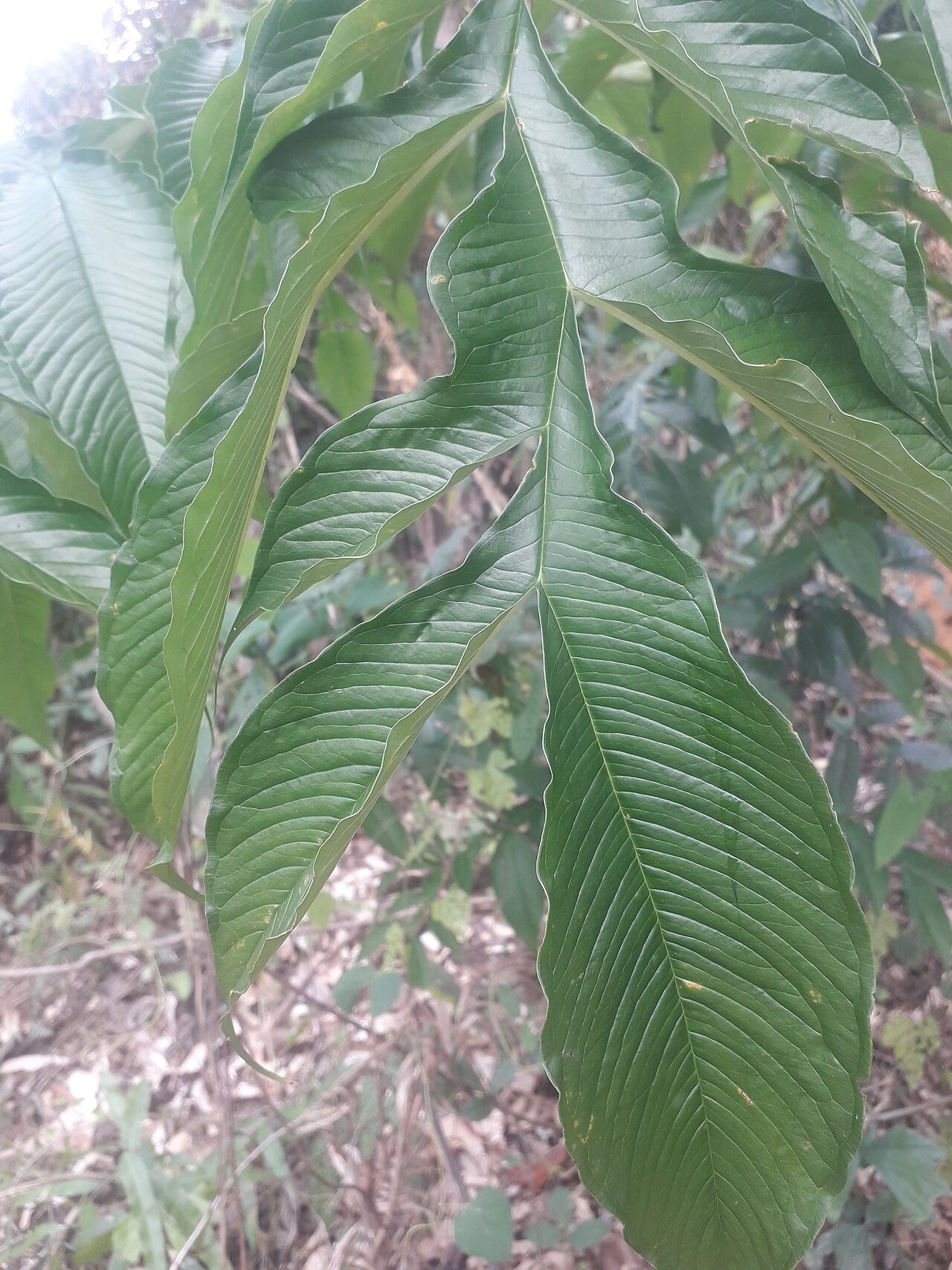 Amorphophallus prainii: Amorphophallus prainii foliage light green in colour.