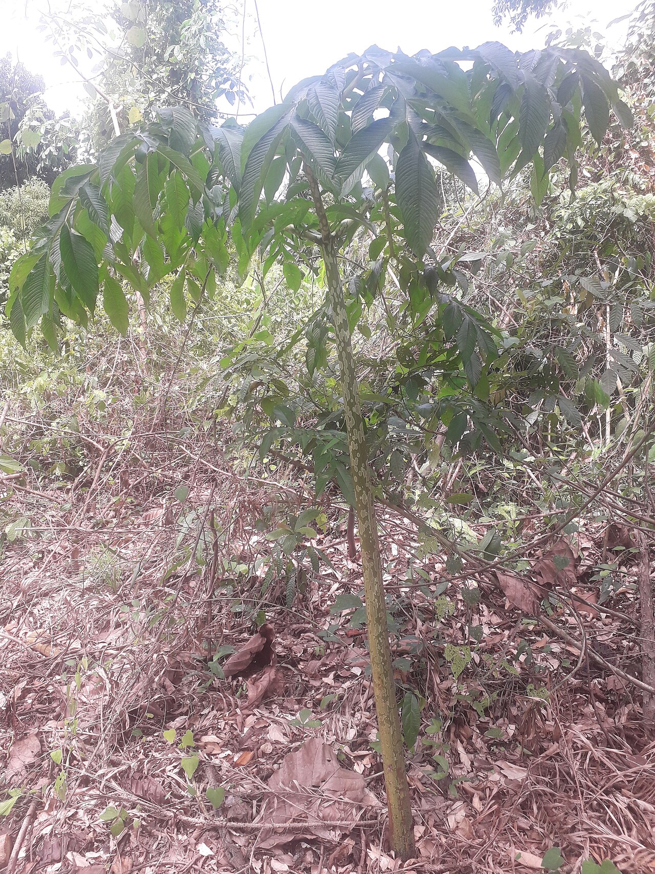 Amorphophallus prainii: Amorphophallus prainii plant grows in bushes.