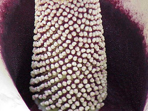 Amorphophallus prainii: Species : Amorphophallus prainii Family : Araceae Image No. 3