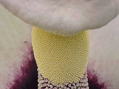 Amorphophallus prainii: Species : Amorphophallus prainii Family : Araceae Image No. 2
