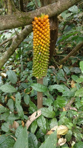Amorphophallus sylvaticus (Amorphophallus sylvaticus)