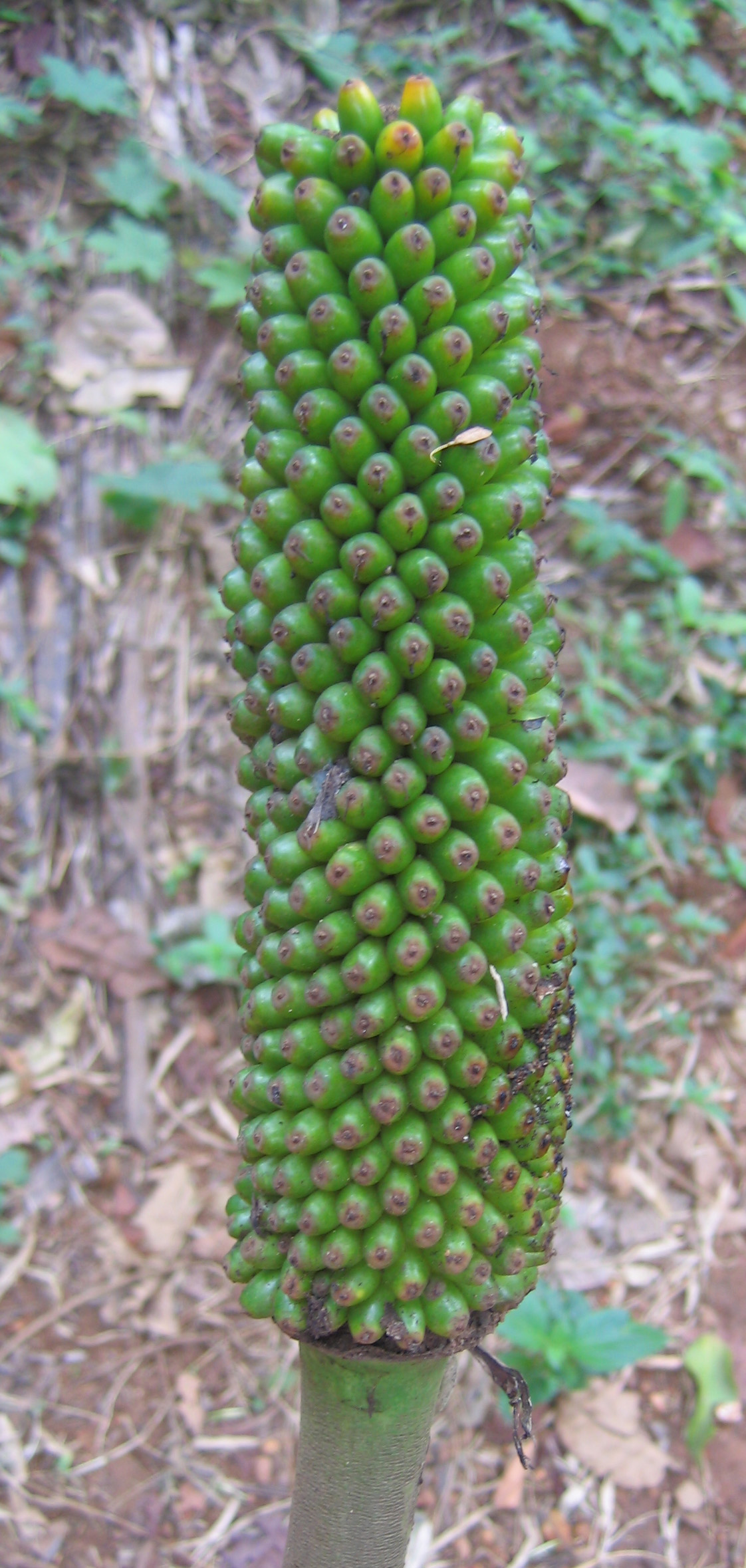 Amorphophallus sylvaticus: Amorphophallus Sylvaticus