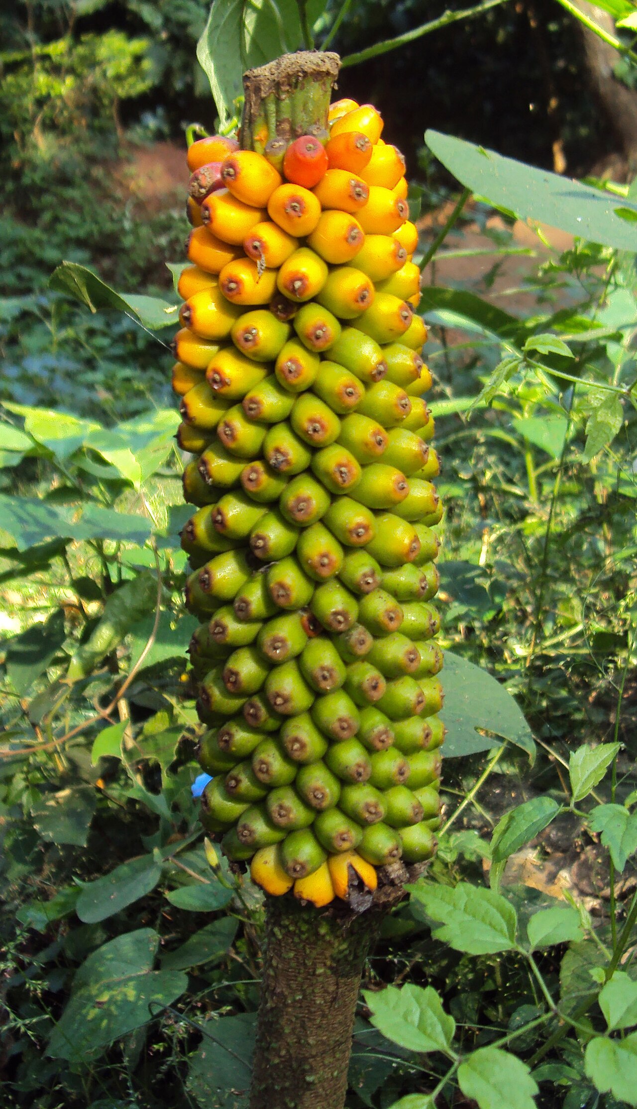 Amorphophallus sylvaticus: Amorphophallus Sylvaticus